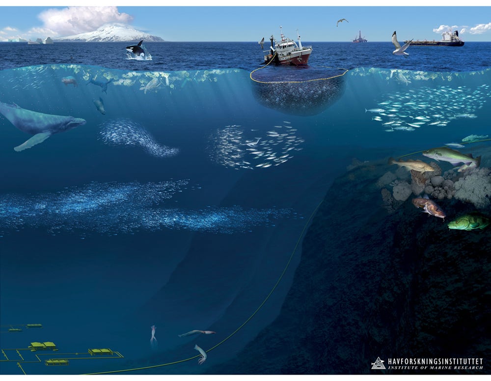 Figur 4.23 Økosystemet i Norskehavet 
