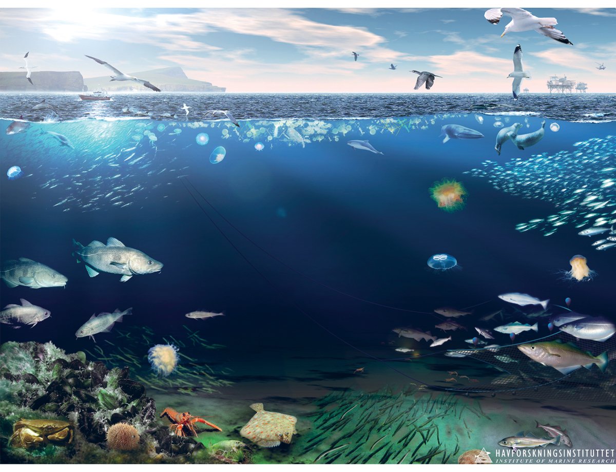 Figur 4.35 Økosystemet i Nordsjøen og Skagerrak
