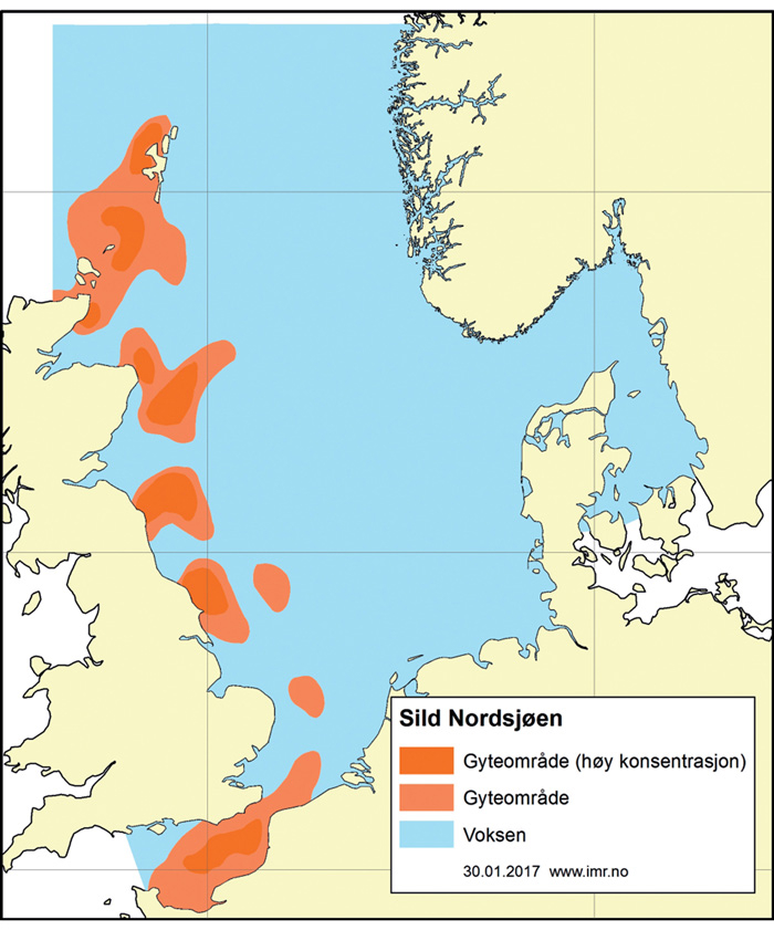 Figur 4.38 Utbreiingsområde og gyteområde for nordsjøsild