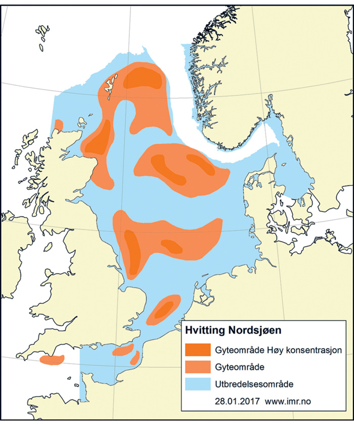 Figur 4.50 Utbreiingsområde og gyteområde for kviting i Nordsjøen og den austlege engelske kanalen