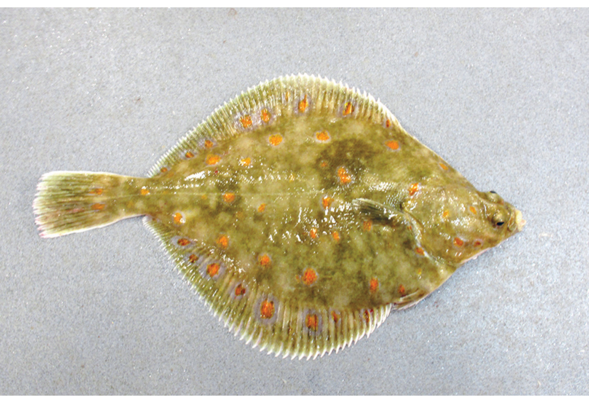 Figur 4.52 Raudspette