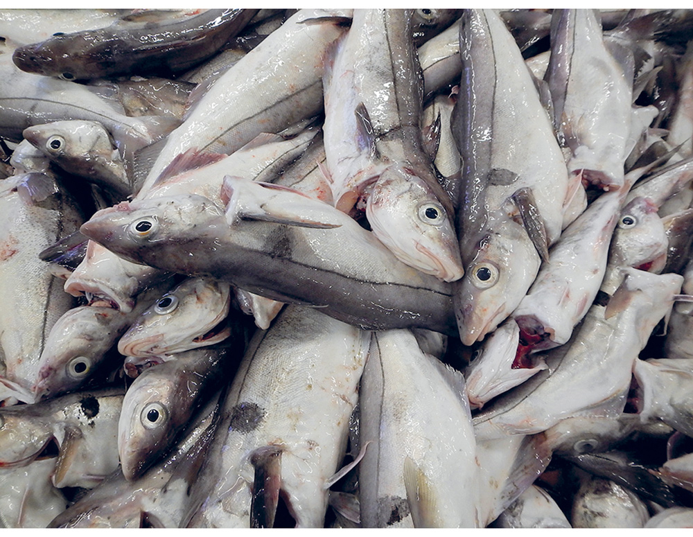 Figur 5.2 Hysefiske med line på «banken» utanfor Berlevåg. Biletet er tatt av ein kontrollør som lot seg imponere av kvaliteten på fangsten