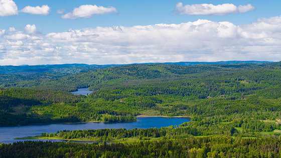 Skog og vann.