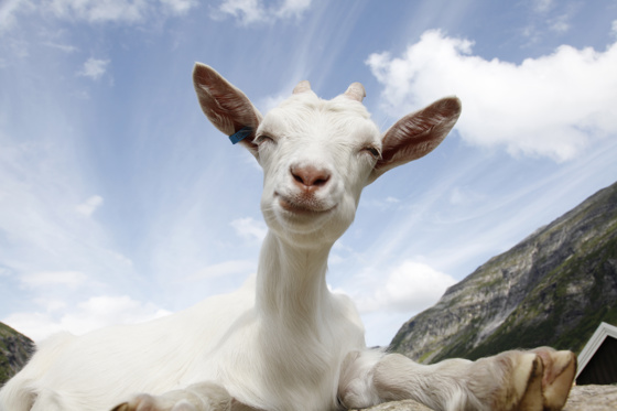 Mjølke- og kjøtproduksjon frå storfe, sau og geit er arealkrevende jordbruk. Heile 97 prosent av areala i drift i Møre og Romsdal blir nytta til grovfôr eller innmarksbeite.