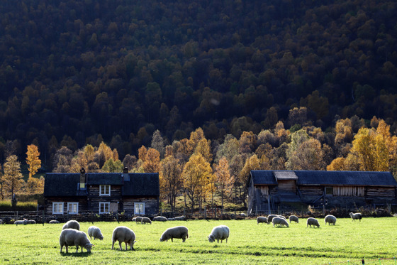 Landbruksdirektøren peiker på at jordbruket er ei viktig næring i Møre og Romsdal. 