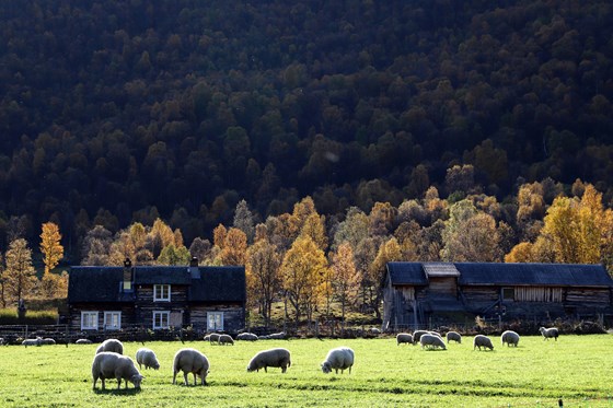 Landbruksdirektøren peiker på at jordbruket er ei viktig næring i Møre og Romsdal. 