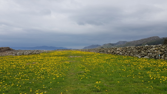Restaurert steingjerde på Kjølleberg.