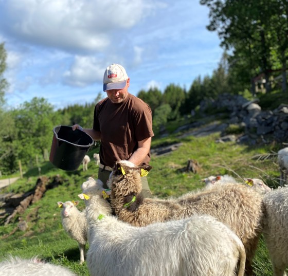 Christian Espegren skal sende sauene på skogsbeite mot slutten av uka.