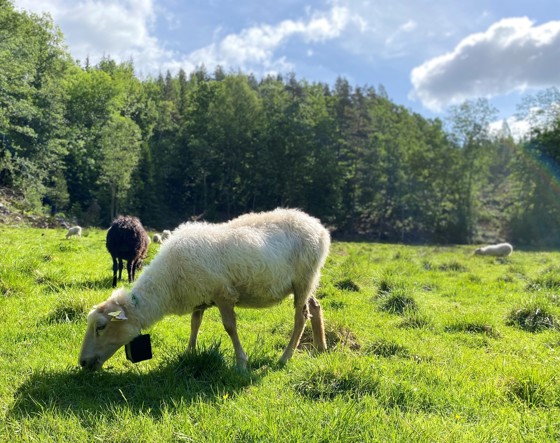 Sauer på opplæring på innmarksbeite.