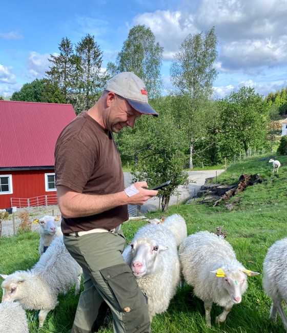 Slik gjerder bønder i dag: Gjerdestolper og netting er byttet ut med mobil.