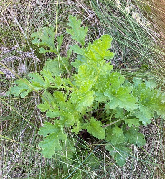 Landøydaplante på rosettstadiet.
