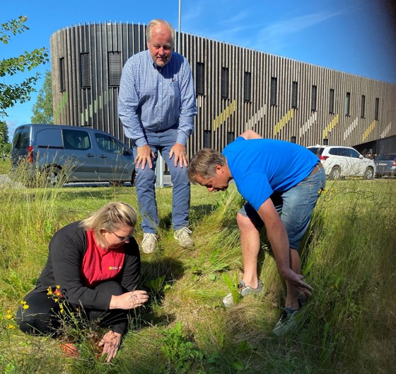 Josefa Andreassen Torp i Norsk landbruksrådgiving Agder, Morten Foss, landbruksrådgiver i Arendal kommune og Roy Vidar Svendsen i Arendal bondelag finner landøyda i en veikant på Stoa i Arendal.