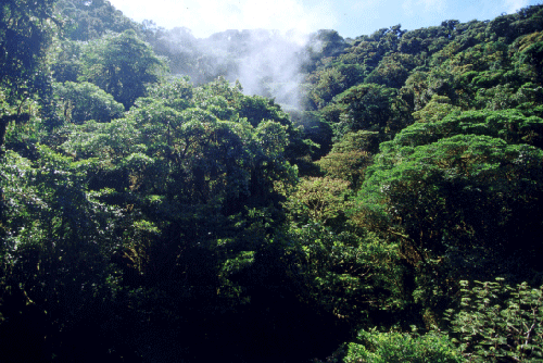 Figur 5.15 Regnskog i Mellom-Amerika