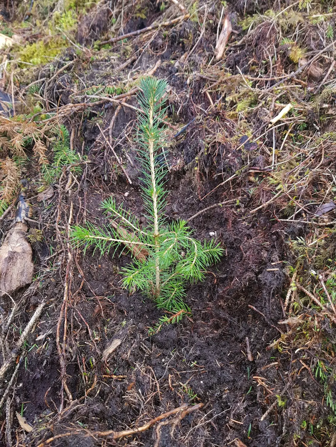 Illustrasjonsbilete skogplanting.