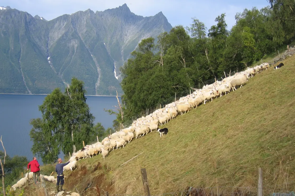 Sauesanking på Trandal.