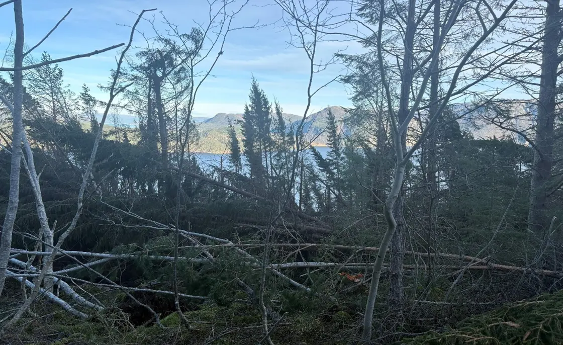 Vindfall på Eidsøra i Molde, med utsikt mot Tingvoll.