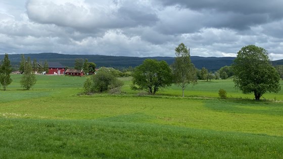 Skjerven går i Maridalen, Oslo.