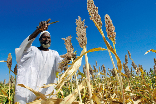Figure 3.5 The food crisis has led to increased focus on national food
 production.