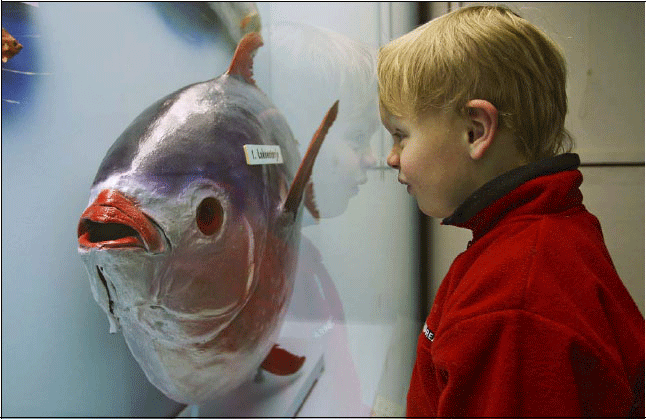 Figur 3.1 Inngående studium av laksestørje på Naturhistorisk
 museum