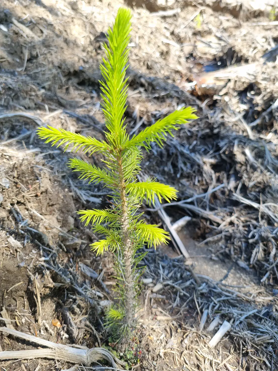 granplante