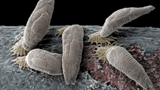 Lakseparasitten Gyrodactilus Salaris