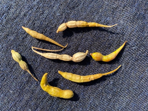 Havreddik. Raphanus raphanistrum ssp.landra.