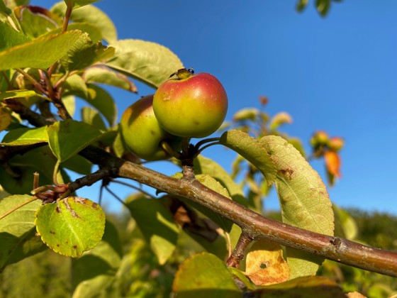 Villeple, Malus sylvestris.