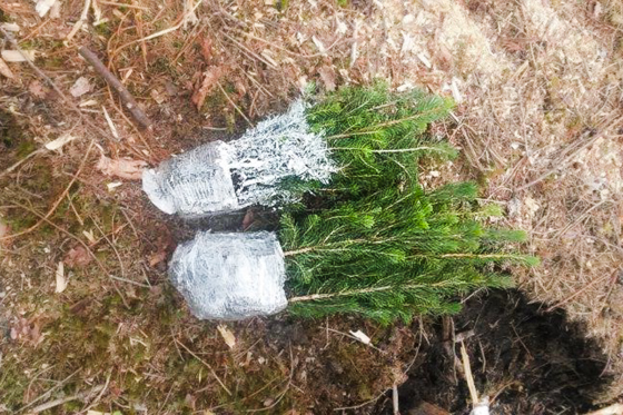 Voksa og uvoksa granplantar. 