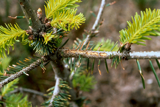 Gransnutebiller gneg bort borken på nyplanta skogstre. 