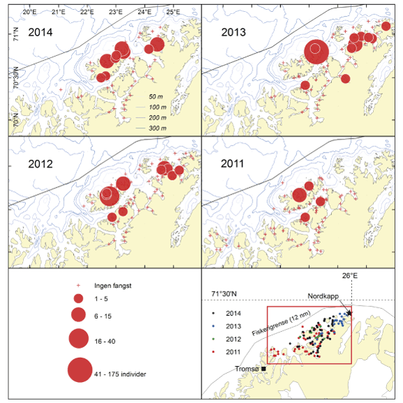 Figur 4.2 Havforskningsinstituttets registreringer av kongekrabbe på faste stasjoner vest for det kvoteregulerte området i Finnmark i 2011–2014
