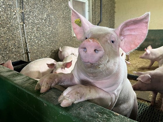 Ein nysgjerrig gris på Jæren. 