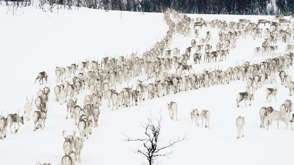 Rein på Finnmarksvidda