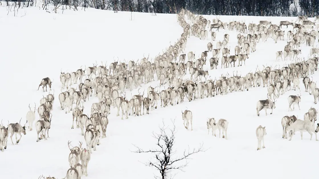 Bohccot Finnmárkoduottaris.