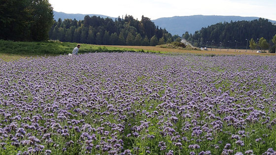 Blomstene er ikke bare gunstig for humlene, også jorda får en positiv effekt av blomsterengene. Røttene går dypt i jorda, og gjør at vann og luft transporteres bedre. Jorda blir både mer fruktbar og får bedre struktur. 