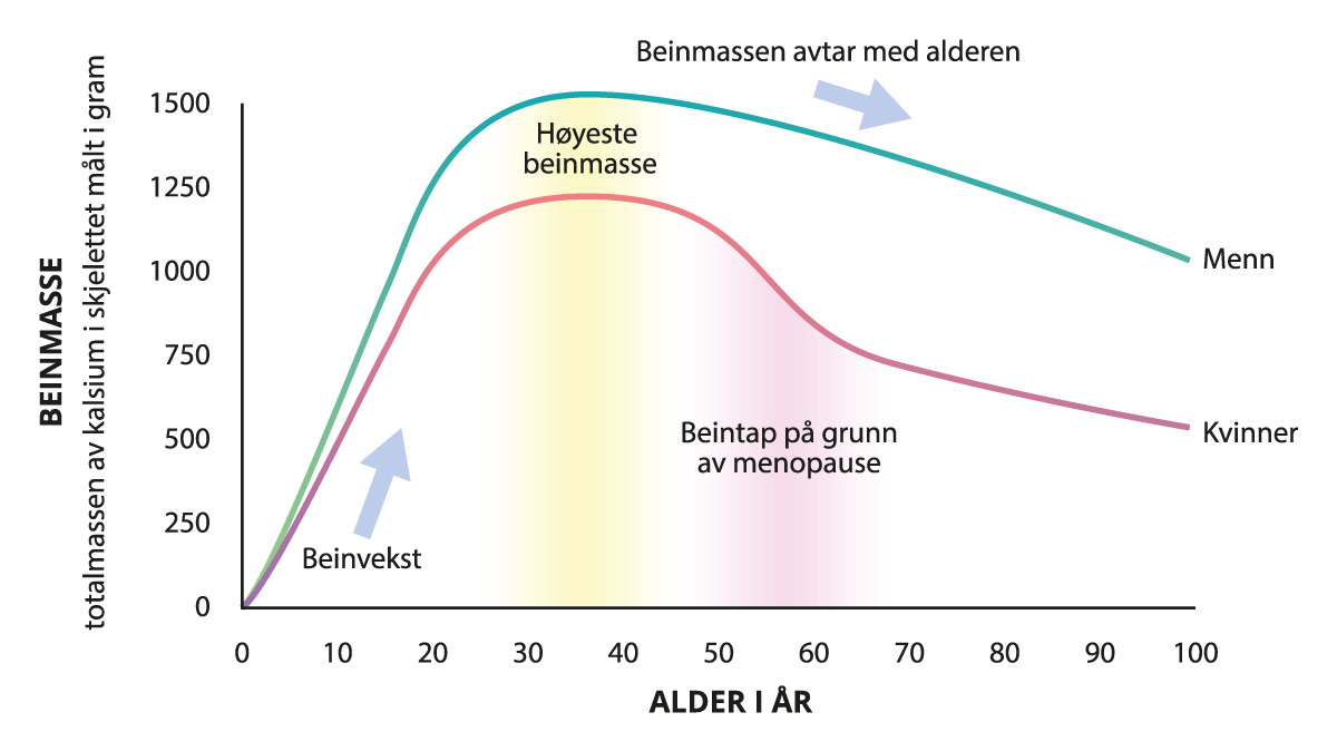 Figur 11.2 Beinmassen avtar med alderen raskere for kvinner enn menn. Basert på Anatomy & Physiology (814).