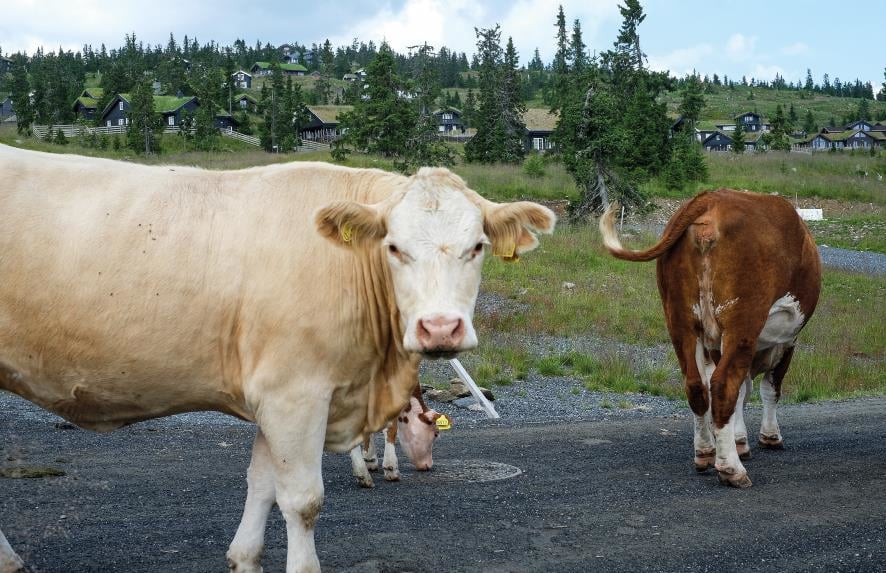 Foto av kyr på beite