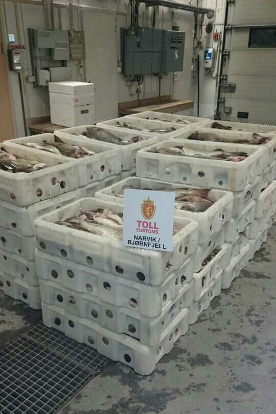 Stort beslag av sløyd hodekappet torsk pent pakka fersk med is i kasser. Foto: Midt-Norge Tolldistrikt
