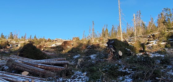 Nedblåst skog i Nore og Uvdal, høsten 2021.