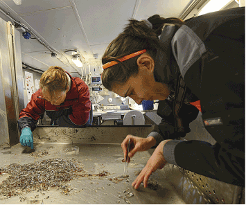 Figur 2.4 Det norsk-russiske økosystemarbeidet i Barentshavet 
