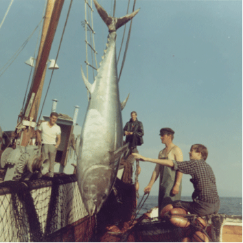Figur 3.14 Makrellstørje fanga om bord i Vågly i 1971
