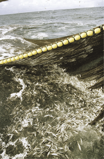 Figur 3.7  
Sildefiske