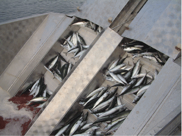 Figur 3.9  
Makrellfiske