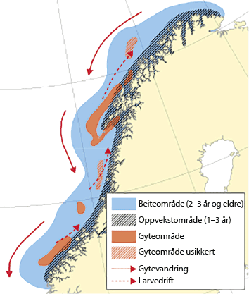 Figur 4.12 Utbreiingsområde og gyteområde for nordaust-arktisk sei. 
