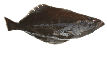 Figur 4.14 Blåkveite
