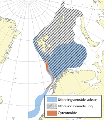 Figur 4.15 Utbreiingsområde og gyteområde for nordaust-arktisk blåkveite
