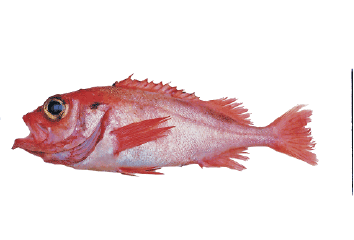 Figur 4.17 Snabeluer
