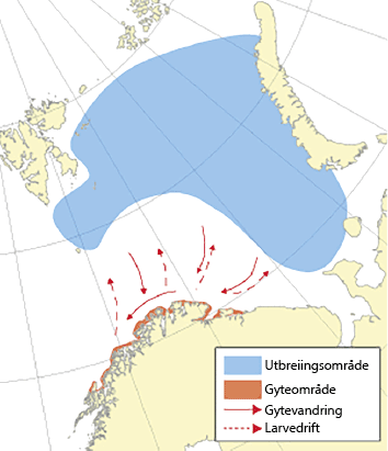 Figur 4.20 Utbreiingsområde og gyteområde for lodde i Barentshavet
