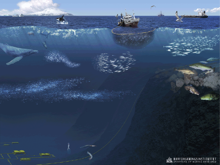 Figur 4.23 Økosystemet i Norskehavet 
