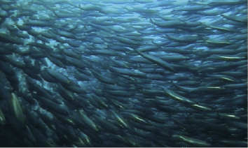 Figur 4.25 Sildestim
