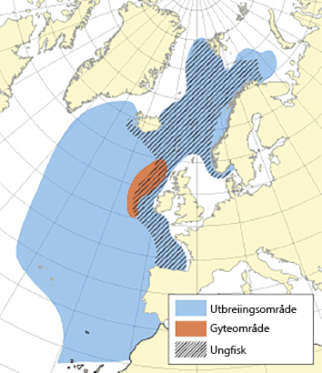 Figur 4.32 Utbreiingsområde og gyteområde for nordaust-atlantisk kolmule
